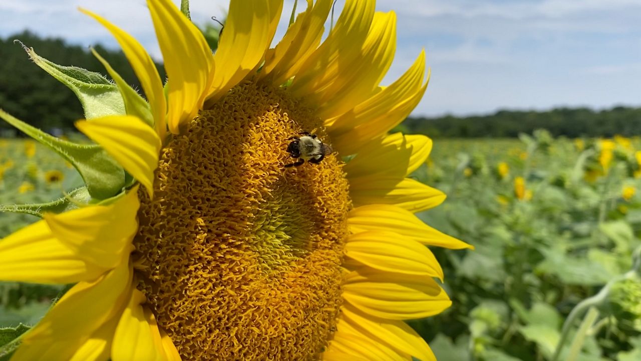 Visitors flock to Dix Park for famous sunflower field bloom